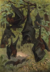 Flugfuchs